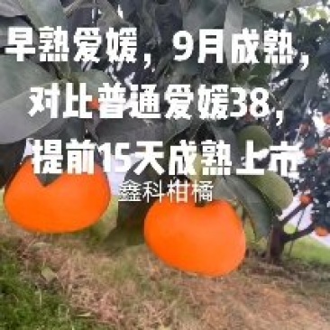 早甜甜）爱媛枝条9月成熟。爱媛系列品种。包邮签合同保纯度