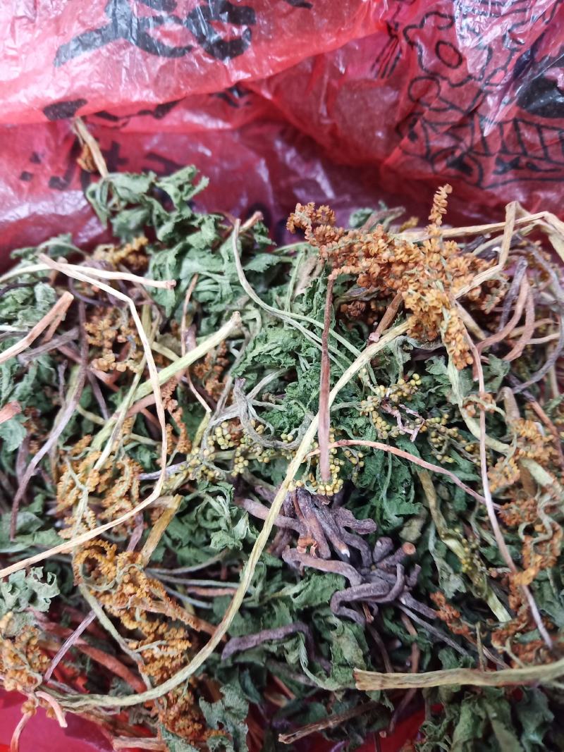 一朵云（阴地蕨）干货鲜品均可预定