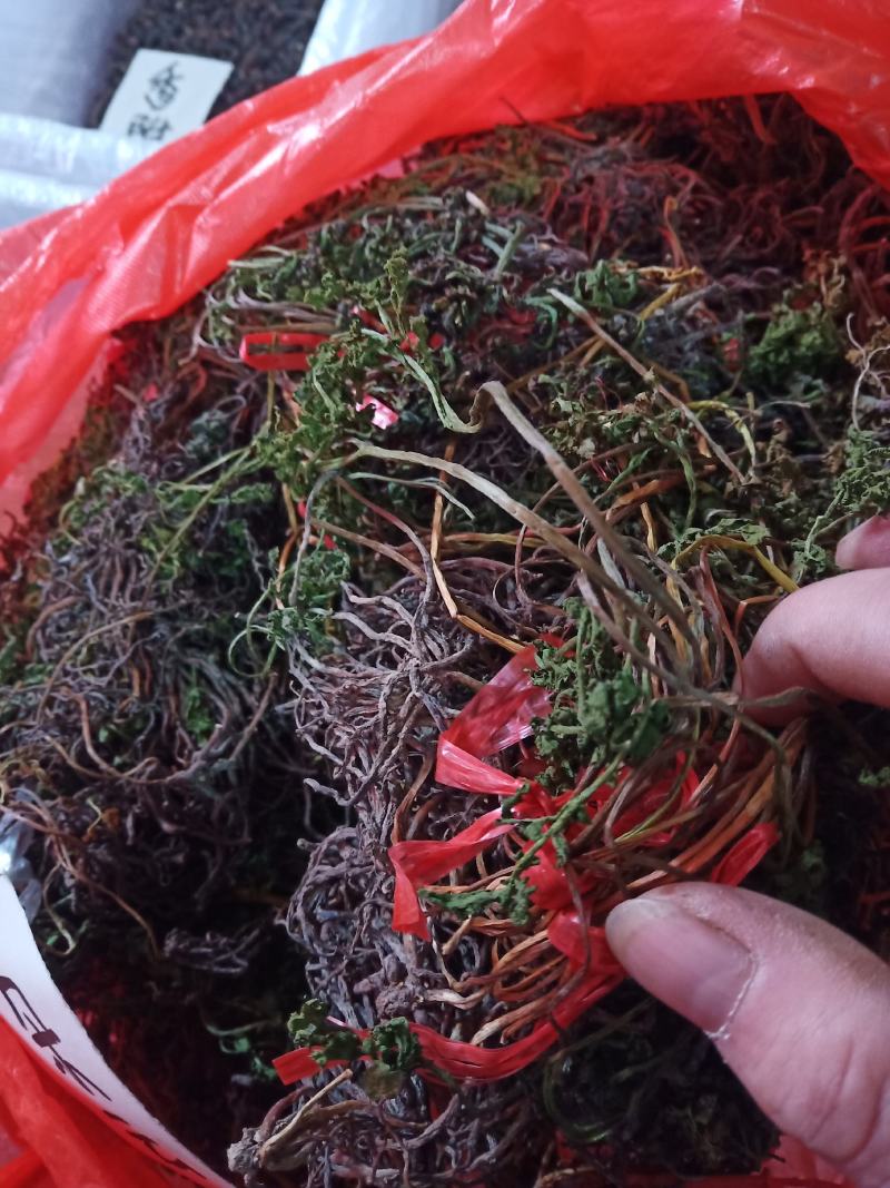 一朵云（阴地蕨）干货鲜品均可预定