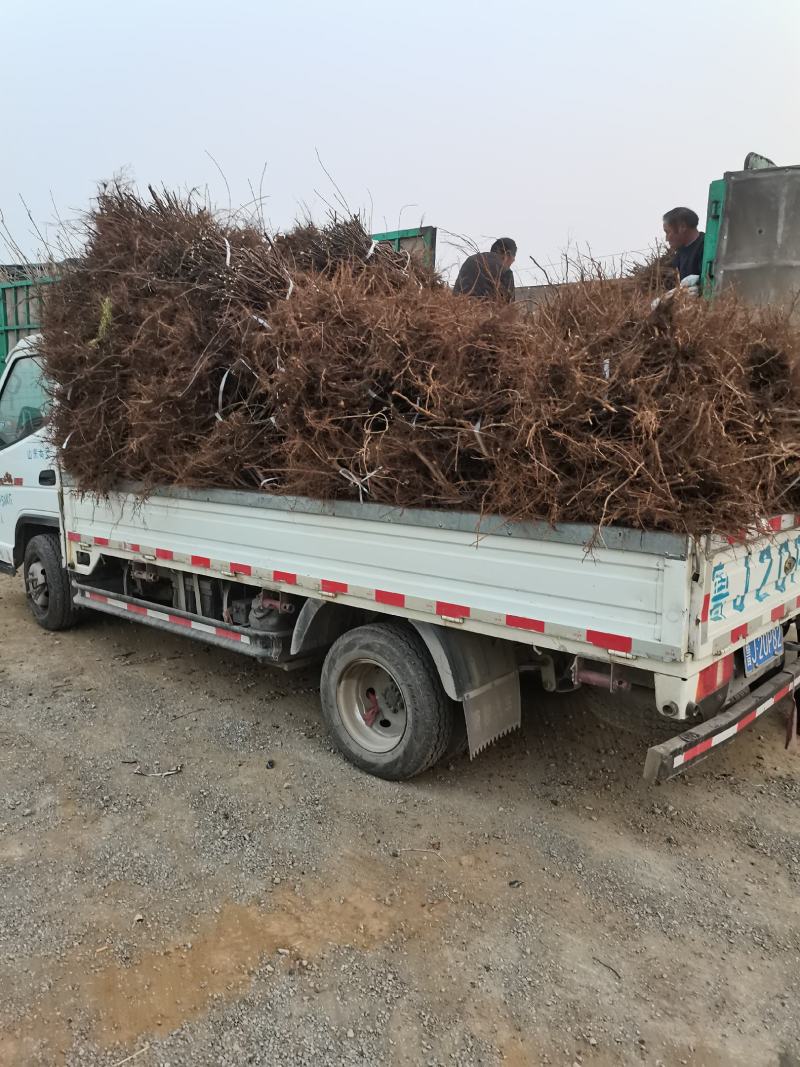 矮化吉塞拉俄罗斯八号樱桃苗车厘子现挖现发提供技术保湿邮寄