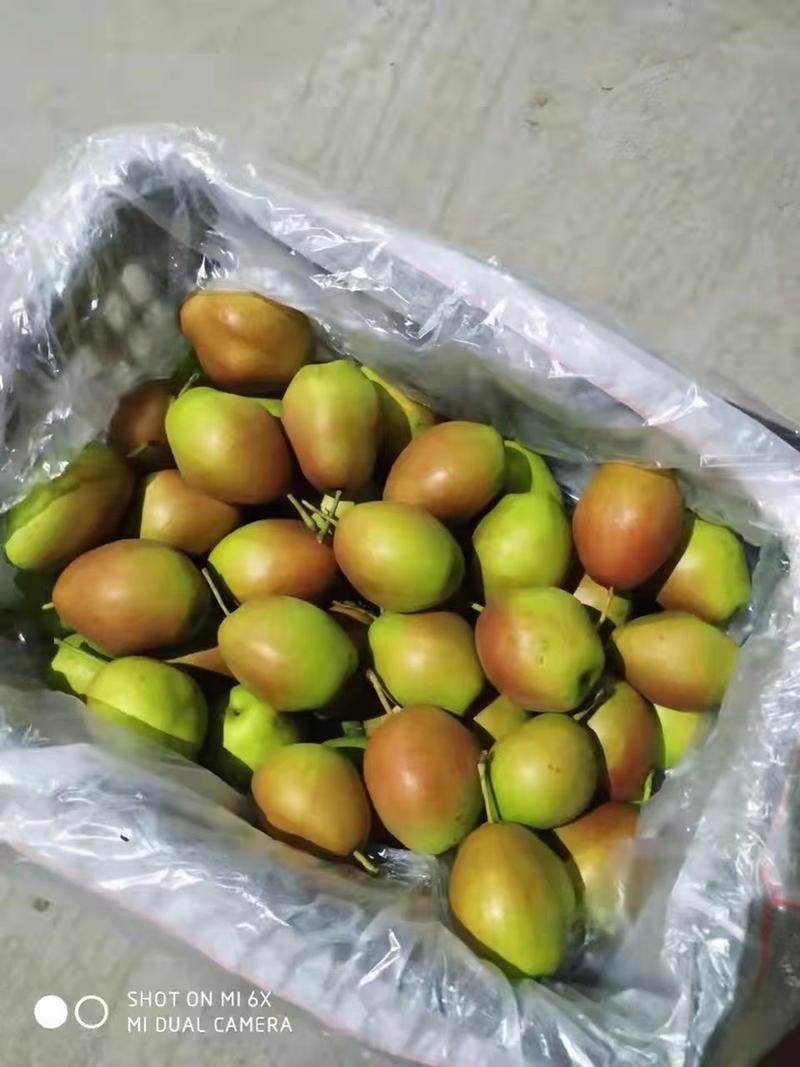 （香梨）赵县红香酥梨中高低档大量有货产地直销货好价低