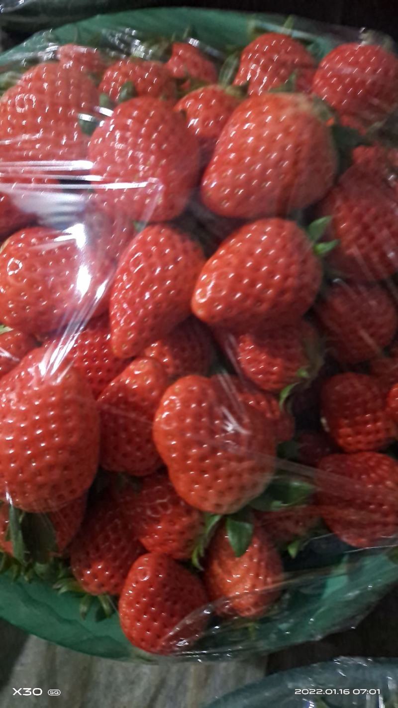 陕西，西安大棚奶油草莓，巧克力草莓