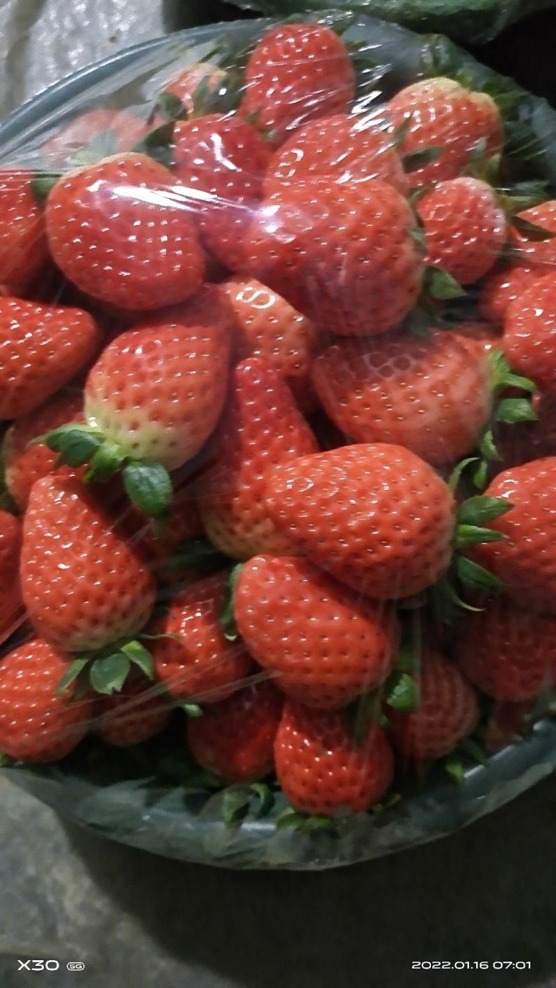 陕西，西安大棚奶油草莓，巧克力草莓