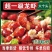 【净重无冰衣】龙虾尾冷冻无冰衣一级龙虾尾去头龙虾球批发
