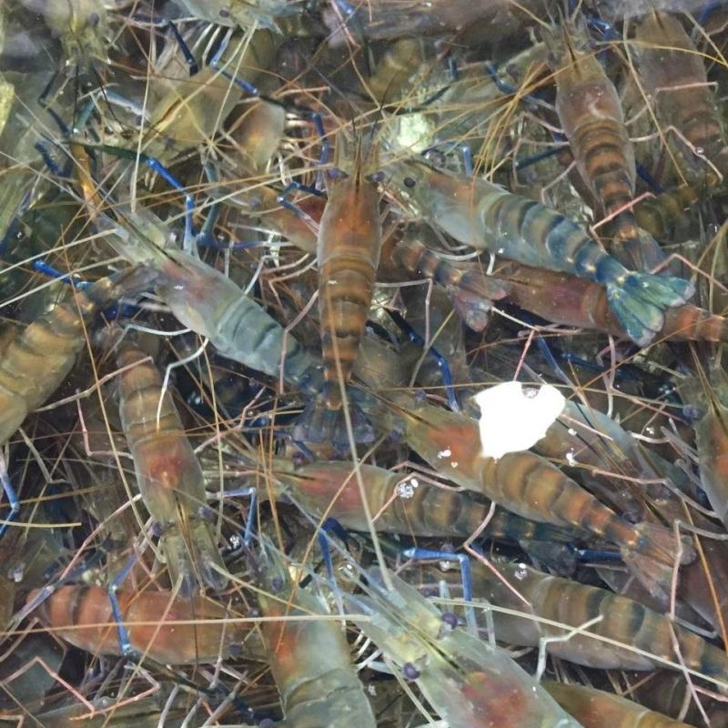 大河虾罗氏虾大头虾新鲜活虾速冻海鲜烧烤淡水虾大虾批发