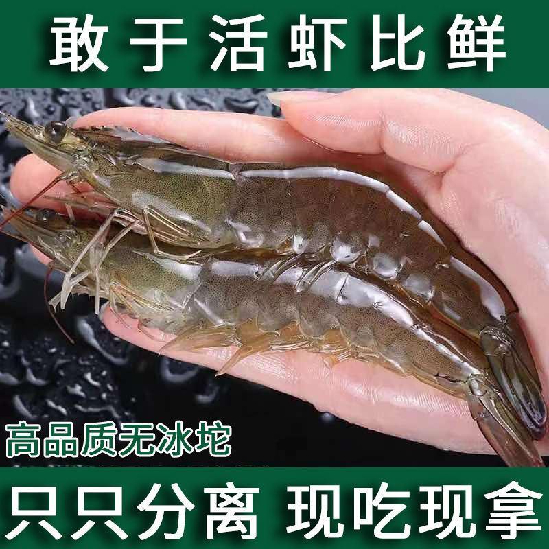 【只只分离】青岛大虾子新鲜鲜活海鲜水产冷冻大号冻虾白对虾