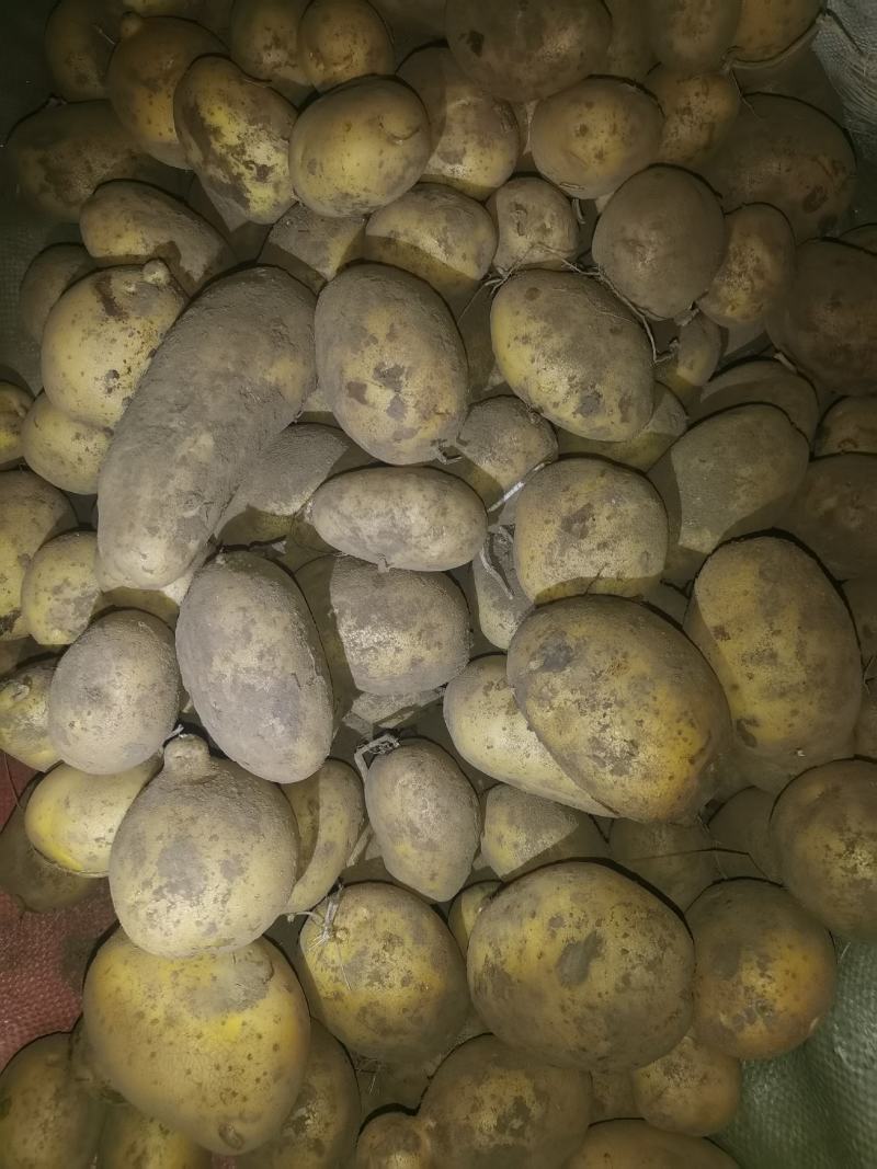 康保黄沙土黄皮黄心，个头大，薯型好，颜色好，豆三优货！