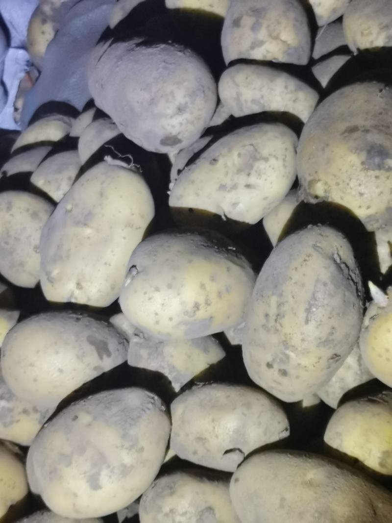 康保黄沙土黄皮黄心，个头大，薯型好，颜色好，豆三优货！
