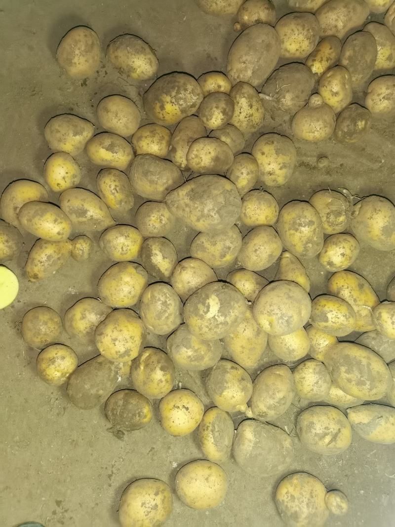 康保黄沙土黄皮黄心，个头大，薯型好，颜色好，豆三优货！