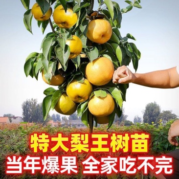 梨树苗特大巨梨苗冬梨苗早熟晚熟当年结果嫁接梨树苗
