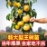 梨树苗特大巨梨苗冬梨苗早熟晚熟当年结果嫁接梨树苗