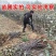 梨树苗特大巨梨苗冬梨苗早熟晚熟当年结果嫁接梨树苗