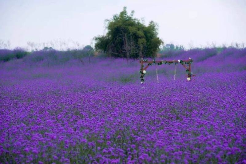 宿迁草花基地出售柳叶马鞭草，营养钵马鞭草，成活率高