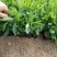 宿迁草花基地出售柳叶马鞭草，营养钵马鞭草，成活率高