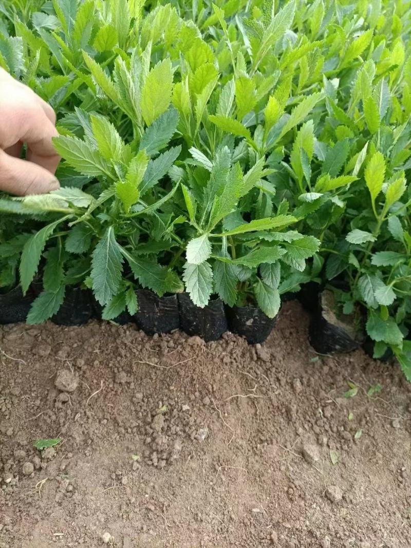 宿迁草花基地出售柳叶马鞭草，营养钵马鞭草，成活率高