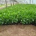 宿迁草花基地出售柳叶马鞭草，营养钵马鞭草，成活率高