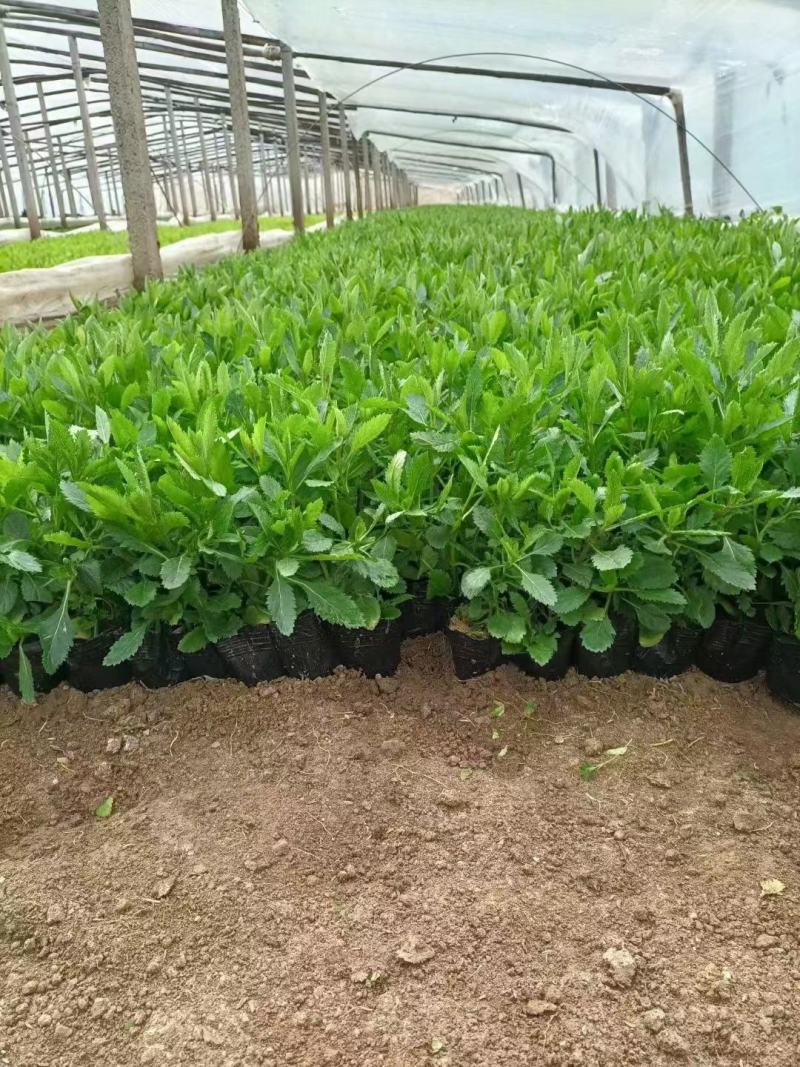 宿迁草花基地出售柳叶马鞭草，营养钵马鞭草，成活率高