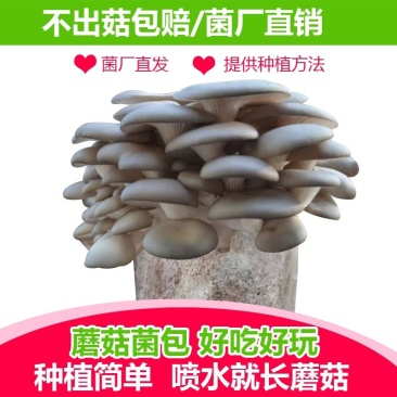 蘑菇菌包