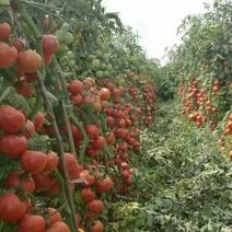 嘉美2号硬粉西红柿种子，耐热抗裂，大果，适合春露地