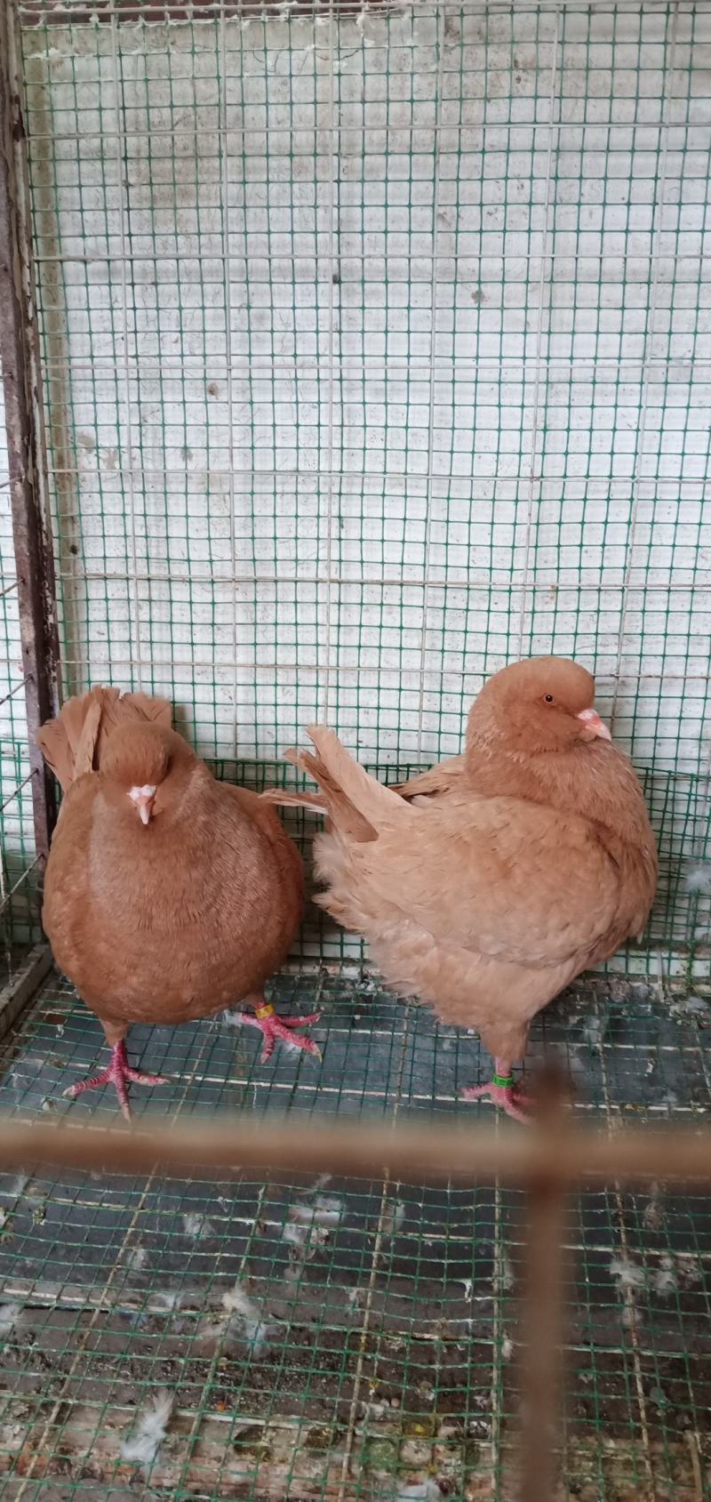 不会飞的元宝鸽一月一窝一窝生俩好饲养全国发货