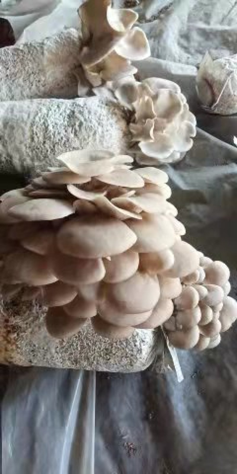 蘑菇菌包