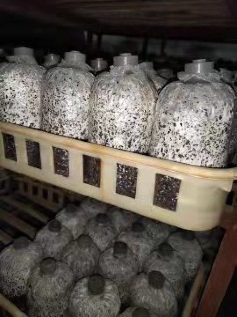 蘑菇菌包
