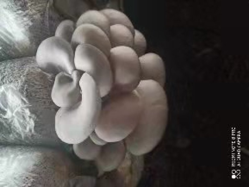蘑菇菌包