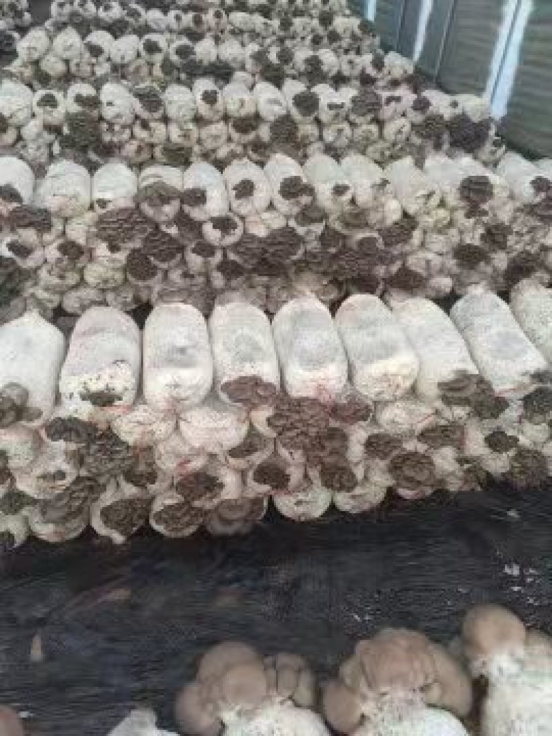 蘑菇菌包