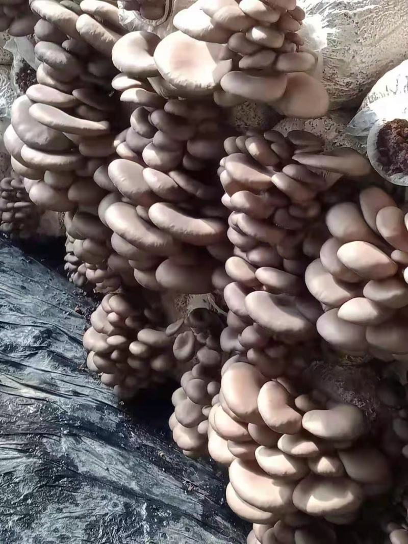 蘑菇菌包
