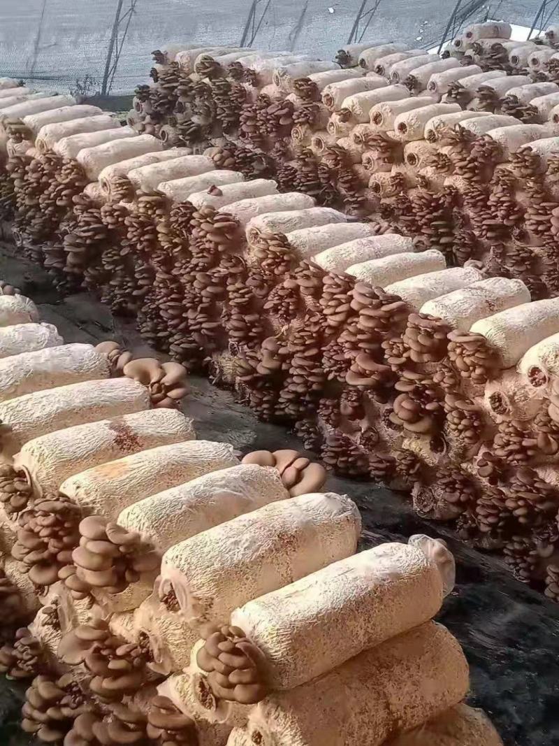 蘑菇菌包