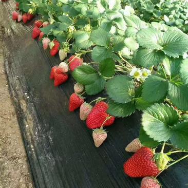 【脱毒红颜草莓苗】草莓苗种苗齐全大量供应产地直发质量保证