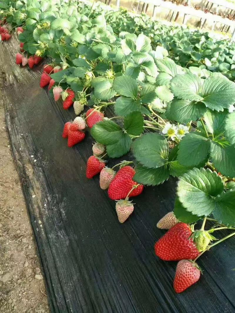 【脱毒红颜草莓苗】草莓苗种苗齐全大量供应产地直发质量保证