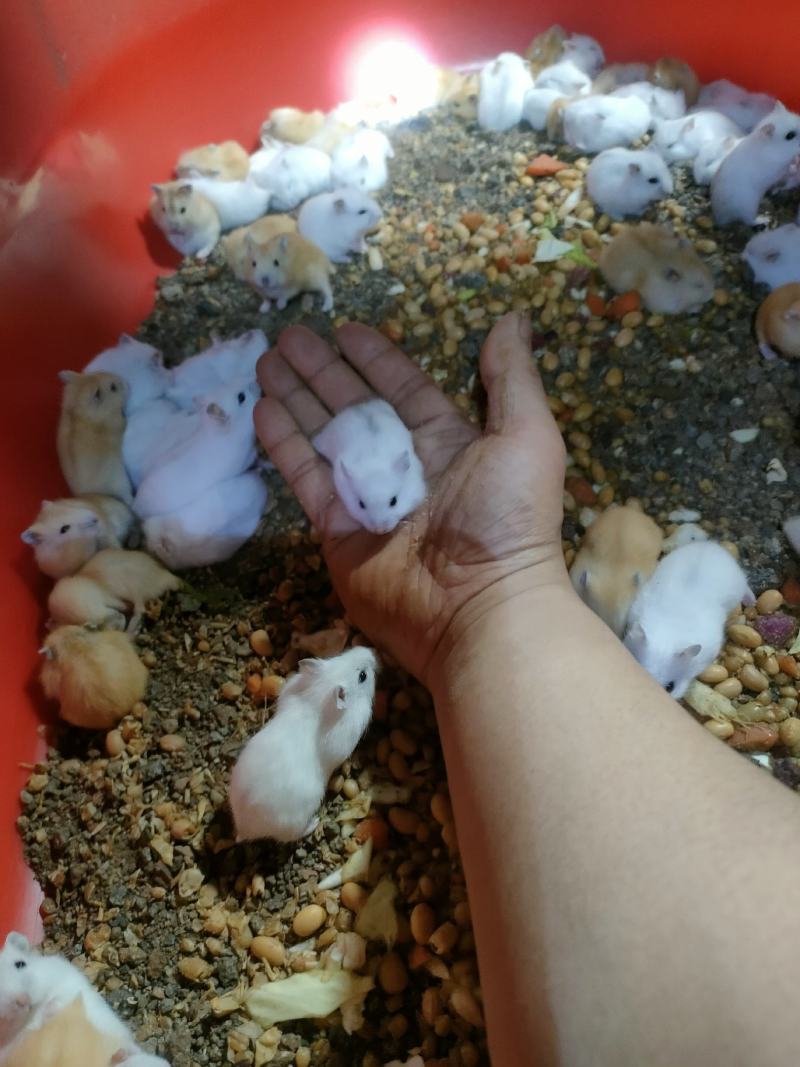 仓鼠银狐三线布丁紫仓大量出售，价格优惠