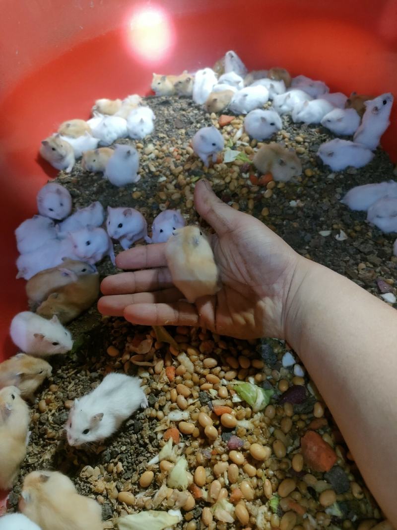 仓鼠银狐三线布丁紫仓大量出售，价格优惠
