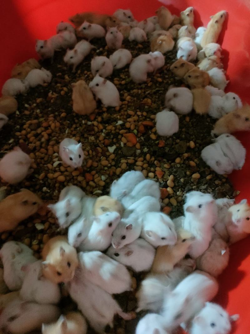 仓鼠银狐三线布丁紫仓大量出售，价格优惠