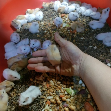 仓鼠银狐三线布丁紫仓大量出售，价格优惠