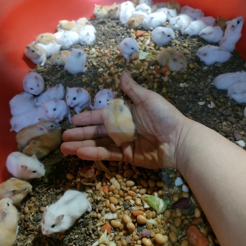仓鼠银狐三线布丁紫仓大量出售，价格优惠