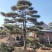 造型松