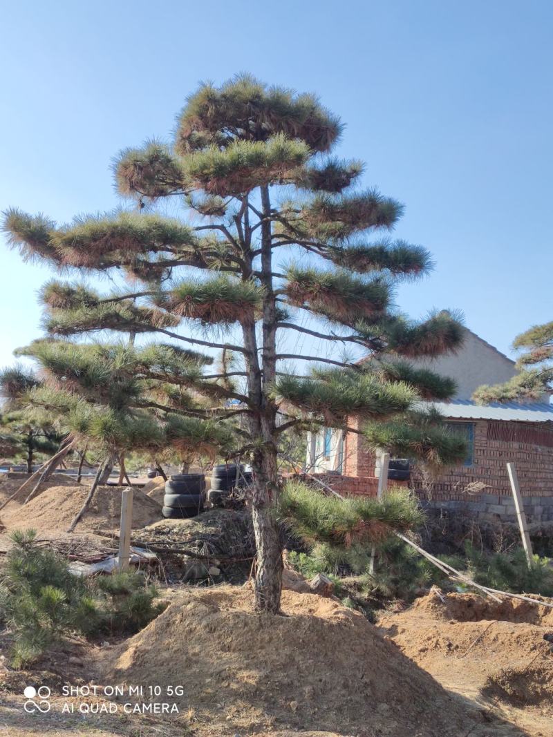 造型松