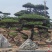 造型松
