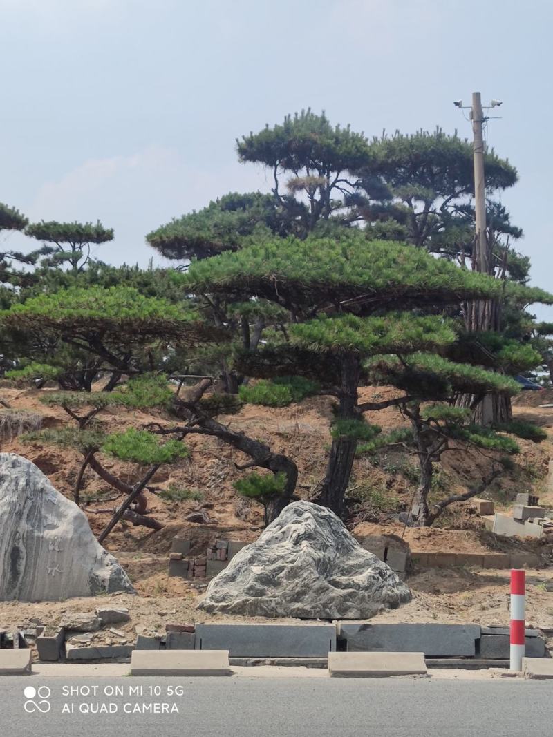 造型松
