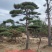 造型松