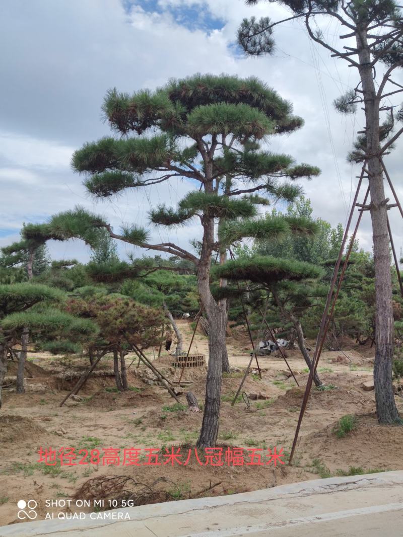 造型松