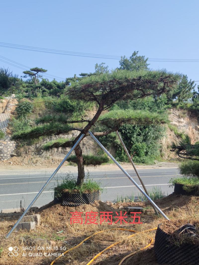 造型松
