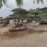 造型松