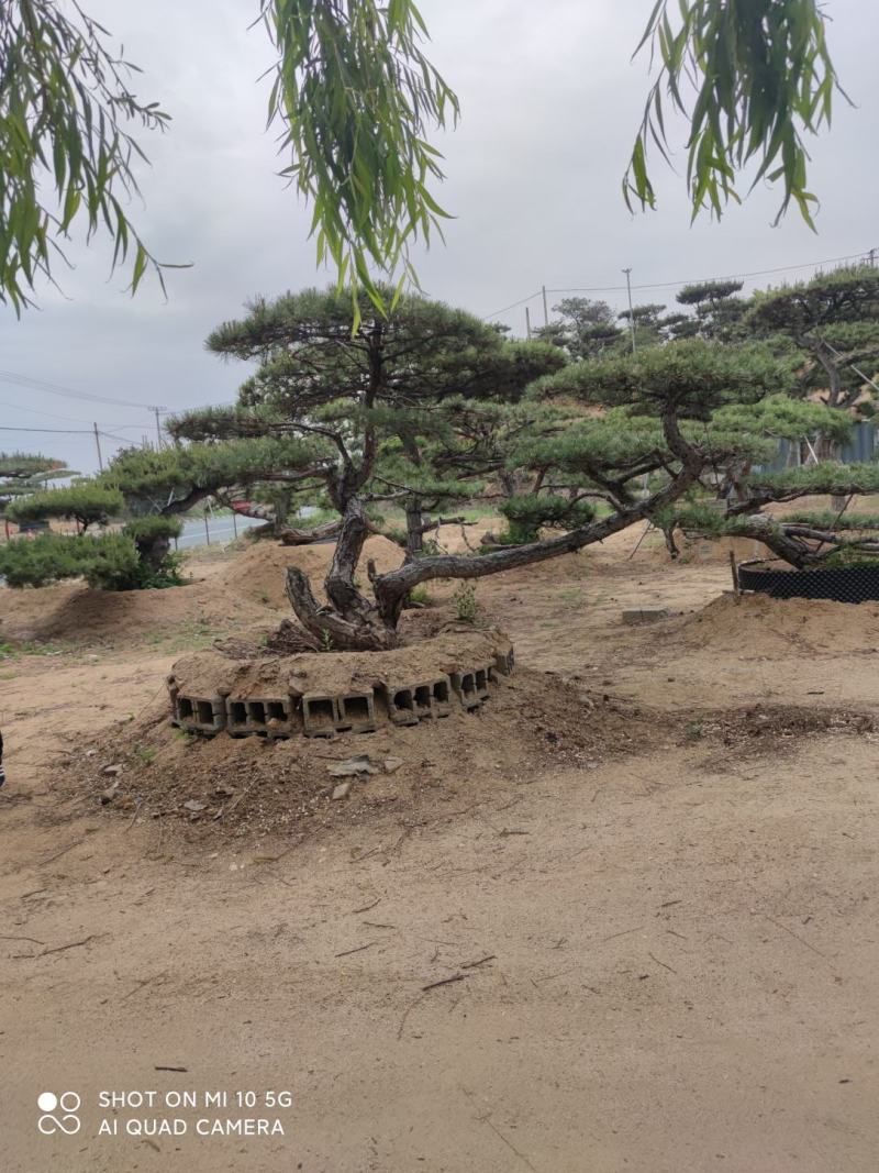 造型松
