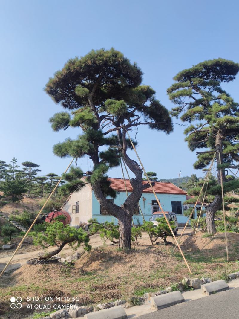 造型松