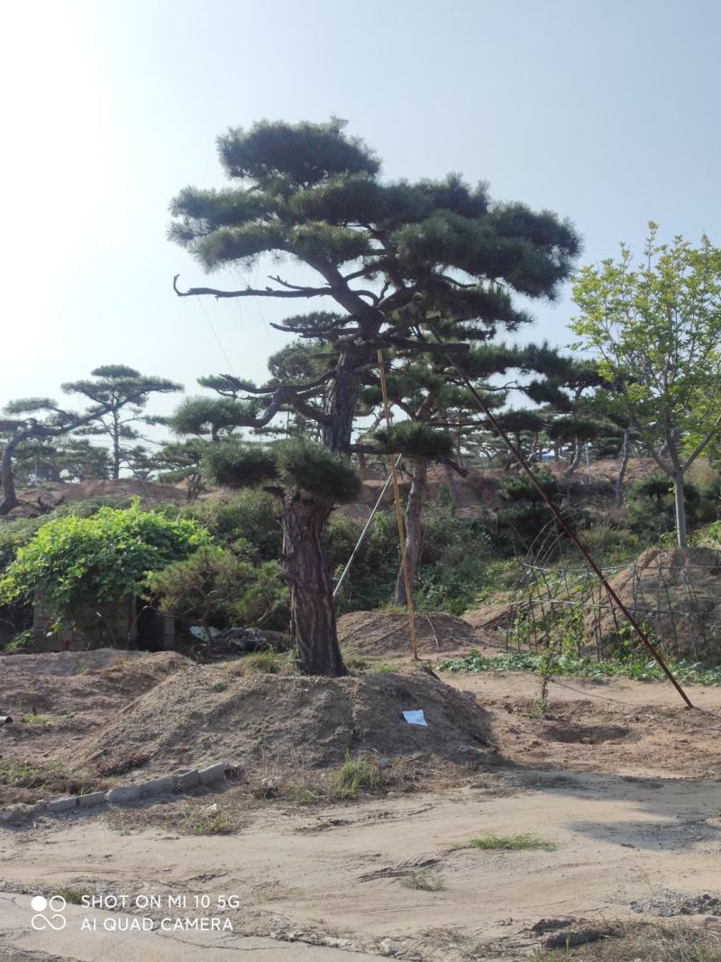 造型松