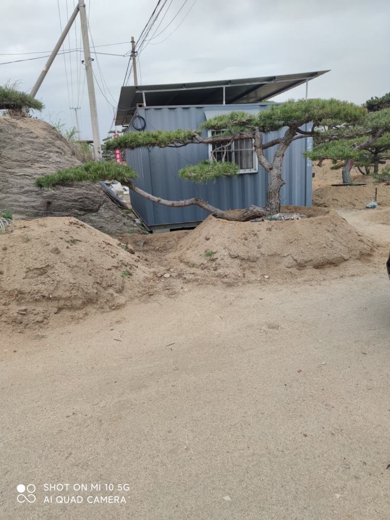 造型松