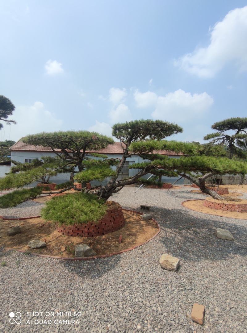 造型松